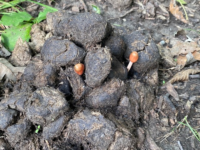 Dung-Loving Bolbitius (Bolbitius coprophilus)