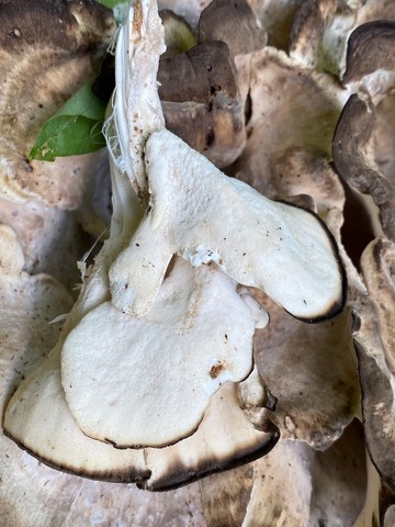 Black-staining Polypore (Meripilus sumstinei)