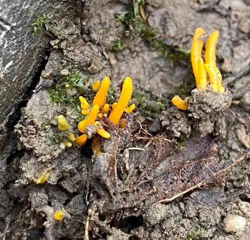 Clavulinopsis laeticolor-NE01