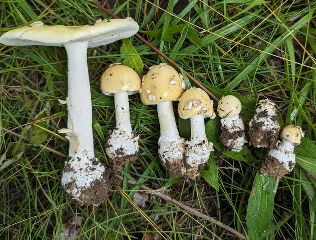 Amanita sp-IN34