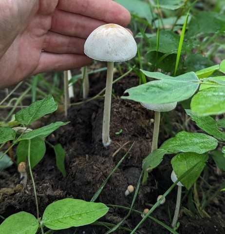 Antilles Panaeolus (Panaeolus antillarum)