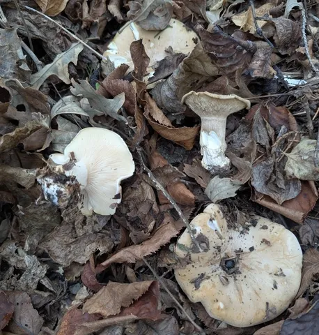 (Harmajaea harperi)
