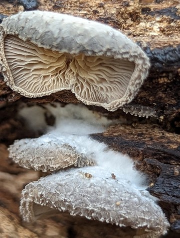 Woolly Oyster (Hohenbuehelia mastrucata)