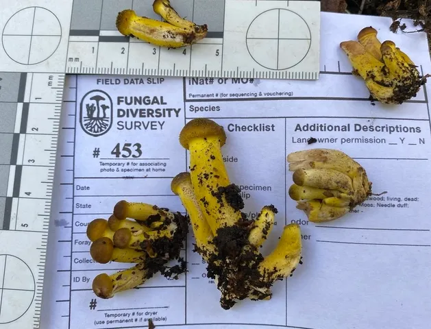Yellow Honey Mushroom (Armillaria mellea)