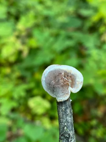 Gloeoporus dichrous
