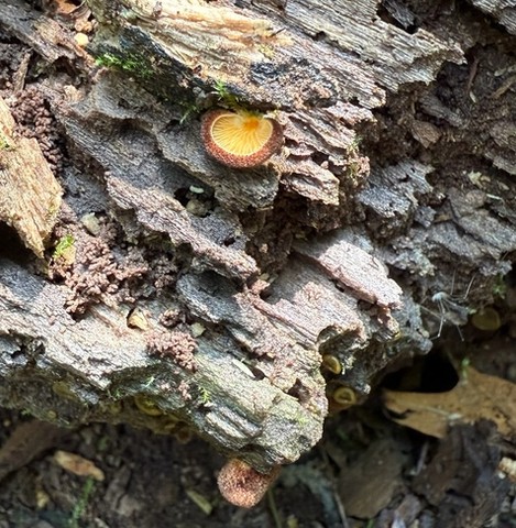 Saffron Oysterling (Crepidotus crocophyllus)