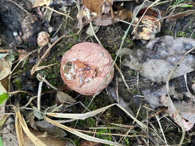 Dune Stinkhorn (Phallus hadriani)