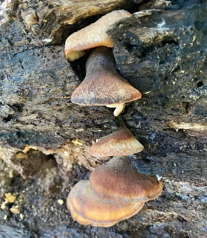 Bear Lentinellus (Lentinellus ursinus)