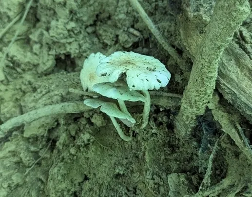 Pale Brittlestem (Candolleomyces candolleanus)