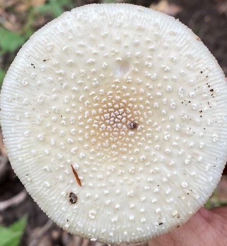 White Panther (Amanita multisquamosa-01)