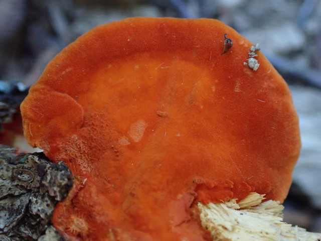 Northern Cinnabar Polypore (Trametes cinnabarina)