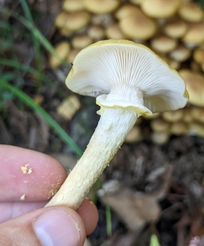 Yellow Honey Mushroom (Armillaria mellea)