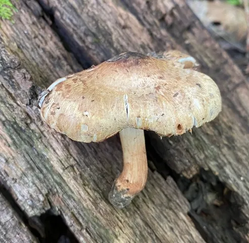 (Inocybe dulciolens)