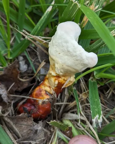 Golden Reishi (Ganoderma curtisii)