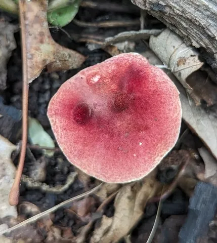 Red Gyroporus (Gyroporus purpurinus)