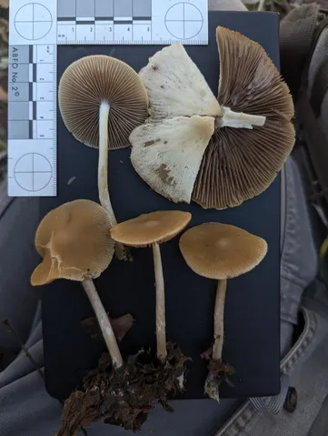 Unidentified Psathyrella (Psathyrella spp.)
