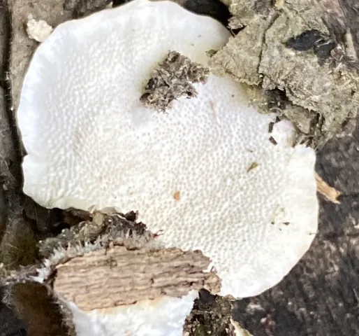 Turkey Tail (Trametes versicolor)