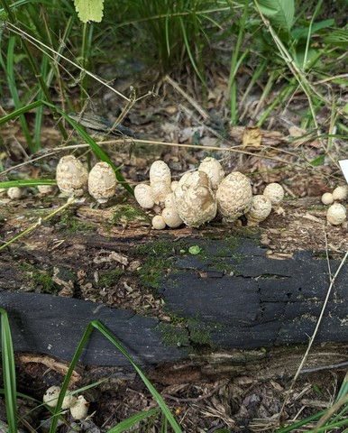 Scaly Ink Cap (Coprinopsis variegata)