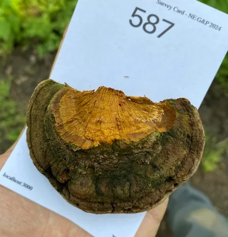 Cracked Cap Polypore (Fulvifomes robiniae)