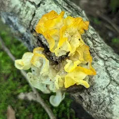 Witch's Butter
