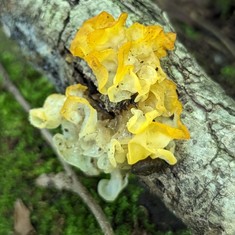 Witch's Butter