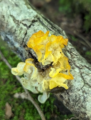 Witch's Butter (Tremella mesenterica)