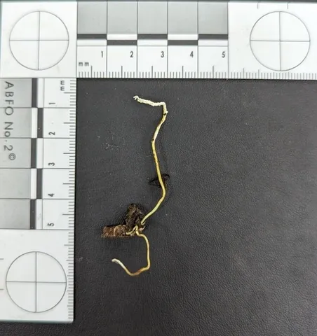 Slinder-Footed Cordyceps (Cordyceps tenuipes)