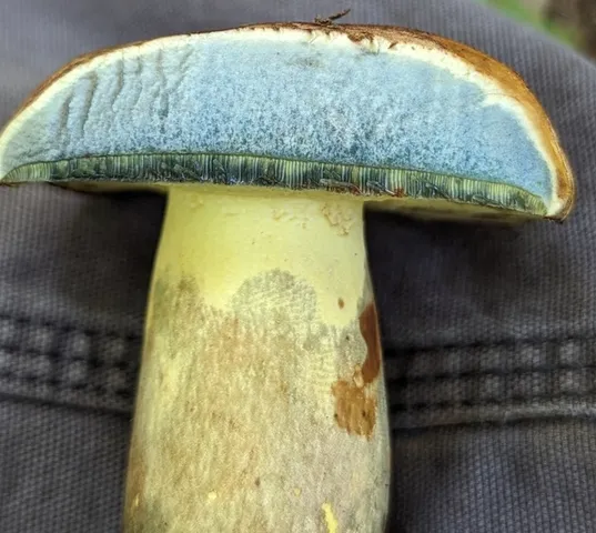 undefined (Lanmaoa pseudosensibilis)