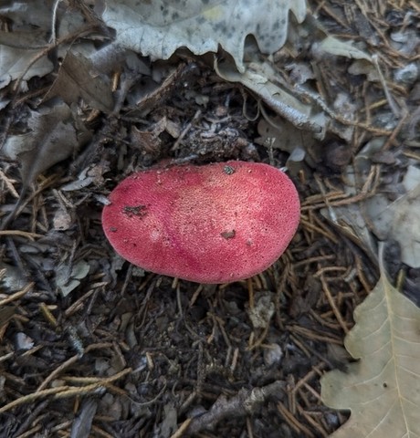 Beefsteak Fungus (Fistulina americana)