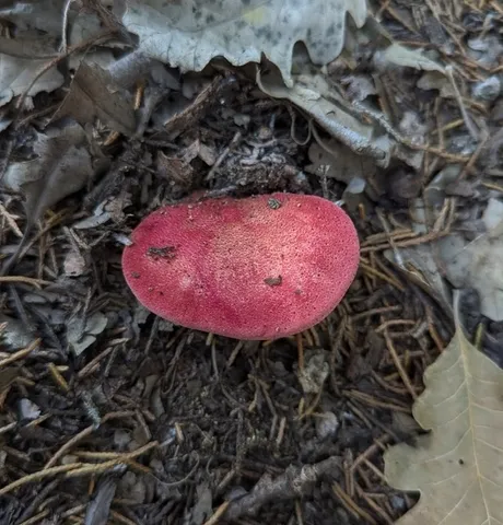 Beefsteak Fungus (Fistulina americana)