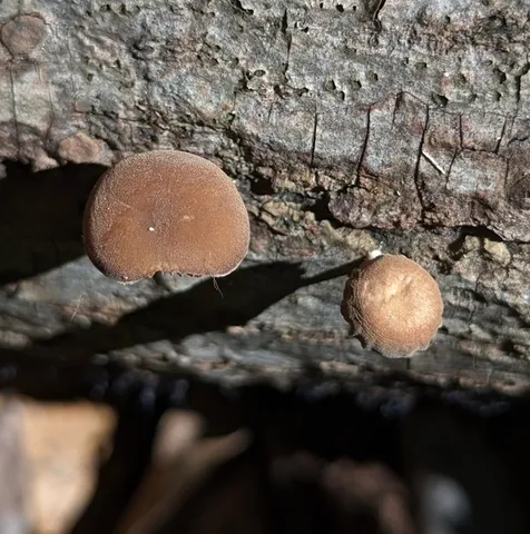 Dingy Twiglet (Simocybe centunculus)