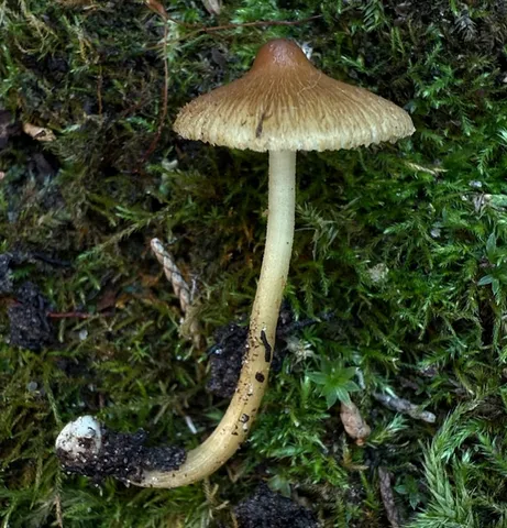 Inocybe obtusiuscula