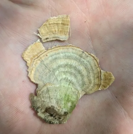 Violet-Toothed Polypore (Trichaptum biforme)