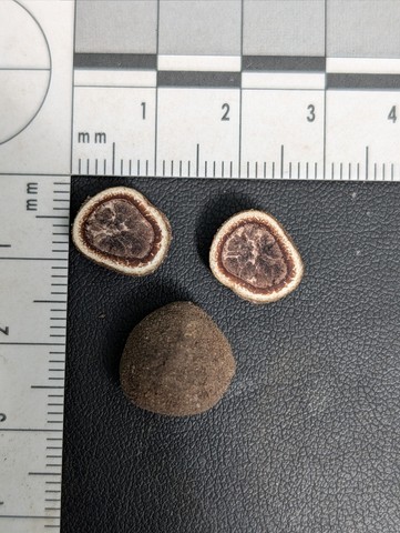 undefined (Elaphomyces sp.)