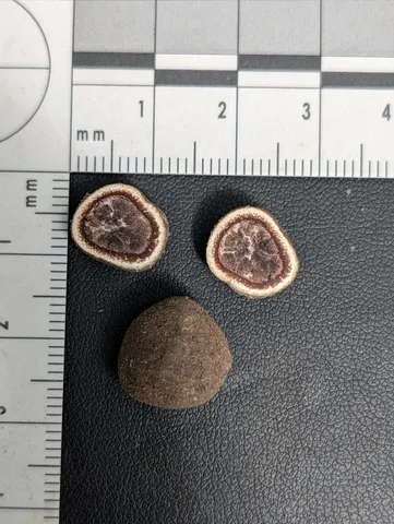 undefined (Elaphomyces spp.)