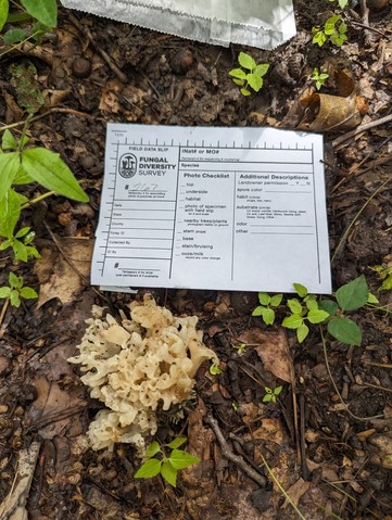 White Coral Jelly Fungus (Sebacina sparassoidea)