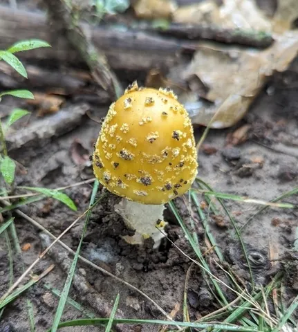Yellow American Blusher (Amanita flavorubens)