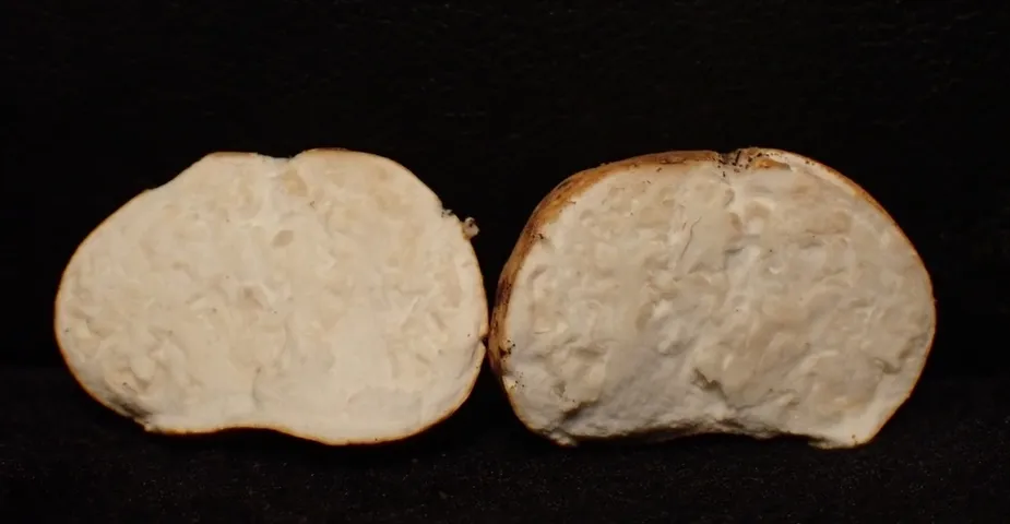 undefined (Densocarpa shanorii)