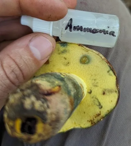 undefined (Lanmaoa pseudosensibilis)