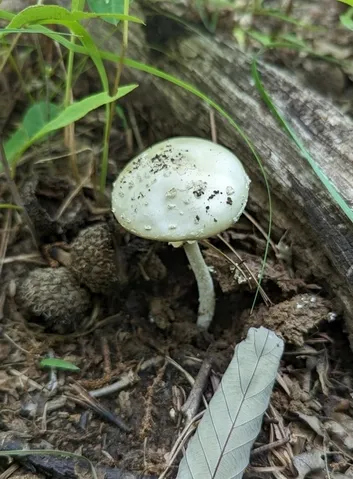 Small Funnel-veil Amanita (Amanita multisquamosa)
