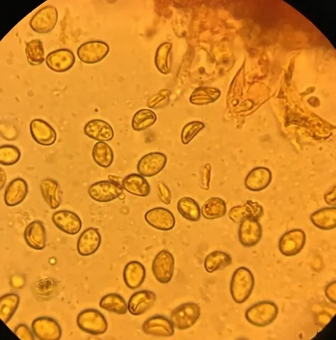 undefined (Pleuroflammula sp. 'tuberculosa-01')