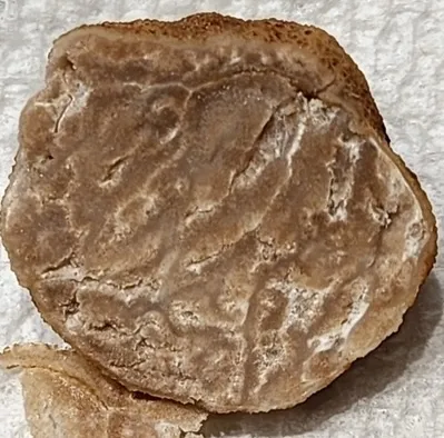 undefined (Tuber cumberlandense)
