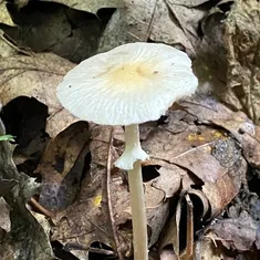 Wrinkled Fieldcap