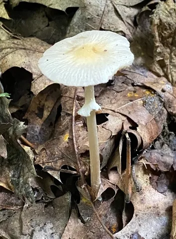 Agrocybe rivulosa