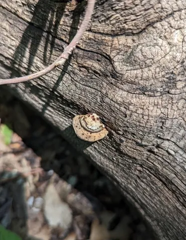 undefined (Perenniporia ohiensis)