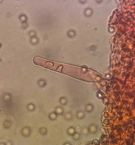 undefined (Pluteus septocystidiatus)