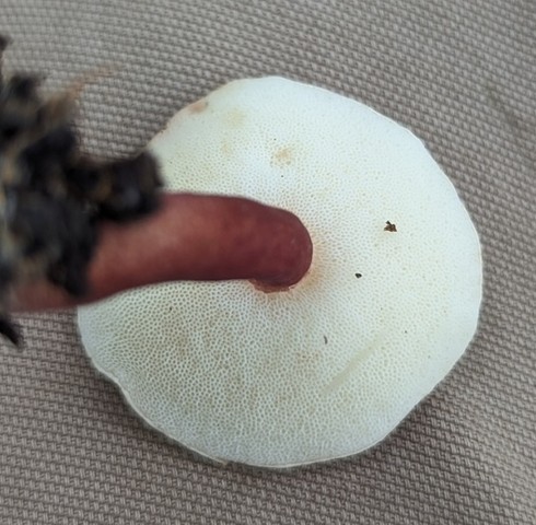 Red Gyroporus (Gyroporus purpurinus)