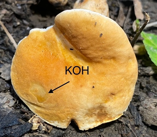 Chestnut Bolete (Gyroporus castaneus-IN07)