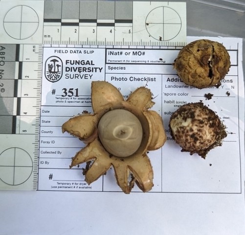 Collared Earthstar (Geastrum triplex)