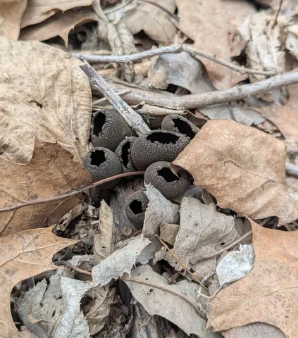 Devil's Urn (Urnula craterium)